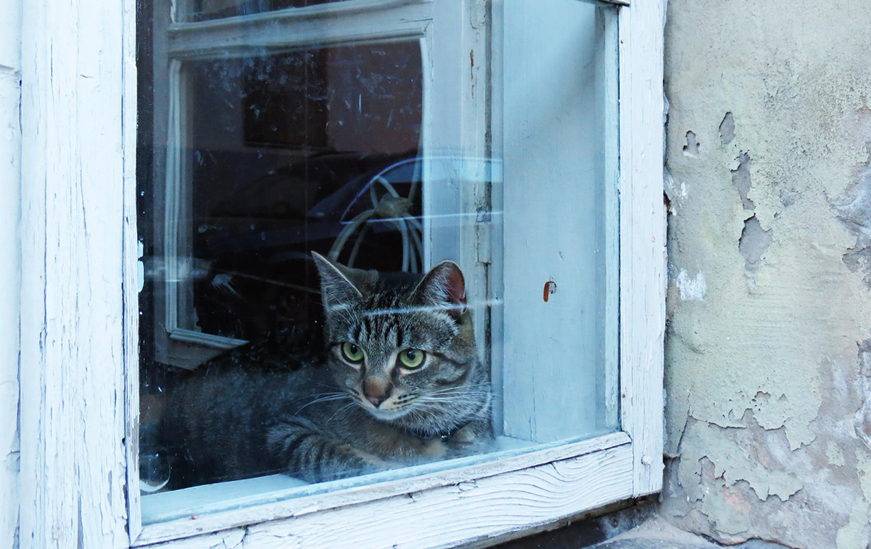 Glass window with pet cat