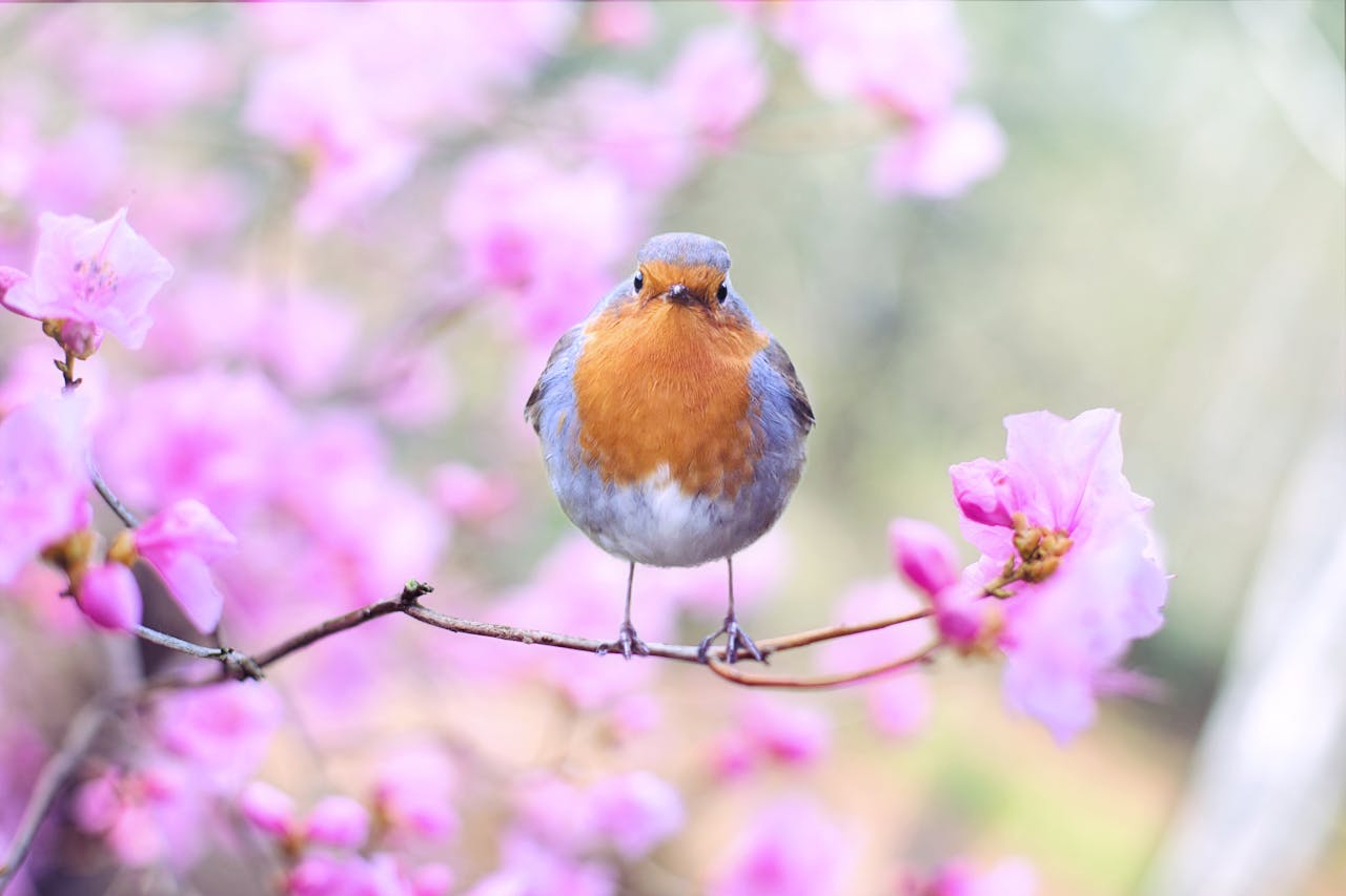 Bird in a spring setting